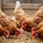 Grypa Ptasia: Jak Chronić Swoje Stado Przed Śmiertelnym Zagrożeniem