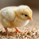 Klucz do Złotych Jaj: Jak Karmić Młode Kury dla Maksymalnej Produkcji