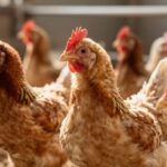 Optymalne wykorzystanie zakwaszaczy dla drobiu w nowoczesnych hodowlach