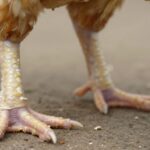 Jak zapewnić mocne nogi i zdrowe skorupki u drobiu? Kompleksowy poradnik