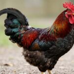 Poznaj Jersey Giant: Gigant wśród Kurczaków