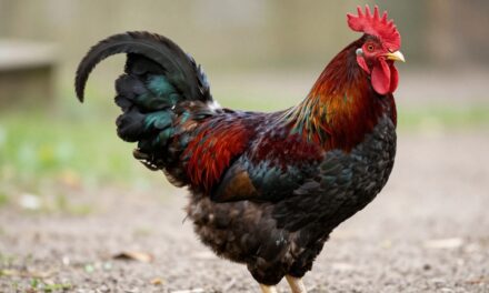 Poznaj Jersey Giant: Gigant wśród Kurczaków