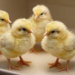 Ciepło i Bezpieczeństwo dla Piskląt: Praktyczny Przewodnik po Płytach Grzewczych