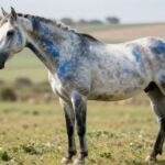 Kury Cuckoo Bluebar: Wyjątkowa Rasa dla Twojego Konia