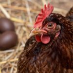 Marans: Odkryj Tajemnice Czekoladowych Jaj i Spokojnego Charakteru