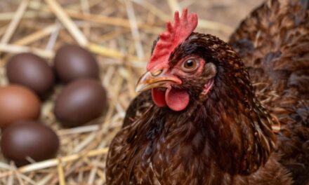 Marans: Odkryj Tajemnice Czekoladowych Jaj i Spokojnego Charakteru