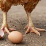 Jak zapewnić mocne nogi i zdrowe skorupki u drobiu? Kompleksowy przewodnik