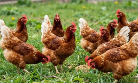 Jak osiągnąć lepszy wynik końcowy w hodowli drobiu?