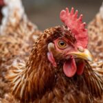 Stres u drobiu: Identyfikacja, skutki i skuteczne metody zapobiegania