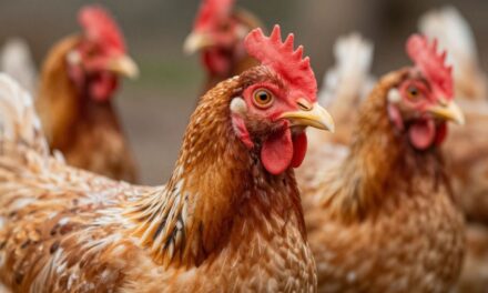 Jak skutecznie dbać o zdrowe drogi oddechowe u drobiu? Kompleksowy przewodnik