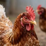 CDC Potwierdza Pierwszy Poważny Przypadek Ptasiej Grypy H5N1 w USA: Co Powinni Wiedzieć Właściciele Przydomowych Stada