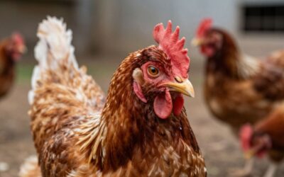 CDC Potwierdza Pierwszy Poważny Przypadek Ptasiej Grypy H5N1 w USA: Co Powinni Wiedzieć Właściciele Przydomowych Stada
