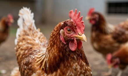 CDC Potwierdza Pierwszy Poważny Przypadek Ptasiej Grypy H5N1 w USA: Co Powinni Wiedzieć Właściciele Przydomowych Stada