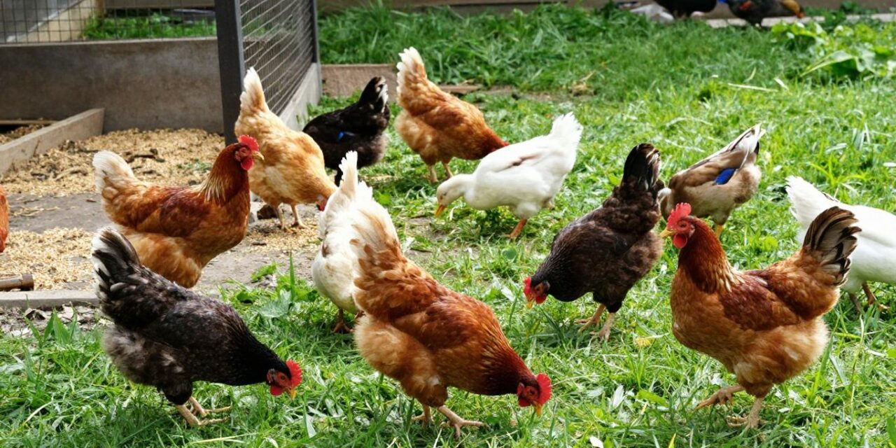 Jak osiągnąć lepszy wynik końcowy w hodowli drobiu?