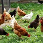 Jak osiągnąć lepszy wynik końcowy w hodowli drobiu?