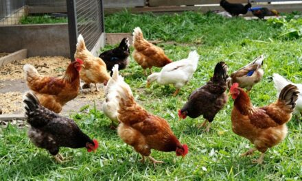 Jak osiągnąć lepszy wynik końcowy w hodowli drobiu?