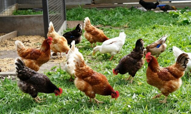 Jak osiągnąć lepszy wynik końcowy w hodowli drobiu?