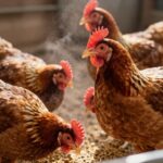 BHP w kurniku: Kluczowe zasady bezpieczeństwa dla hodowców drobiu