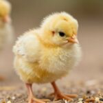 Kompletny przewodnik po opiece nad pisklętami indyczymi