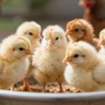 Optymalne wykorzystanie aminokwasów w żywieniu drobiu: klucz do zdrowia i wzrostu