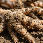 Jak Pozbyć Się Kul Błota z Kurzych Łapek: Kompleksowy Przewodnik