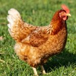 Ameribella: Rewolucja w Twoim Kurniku – Poznaj Nową Super Nioskę!