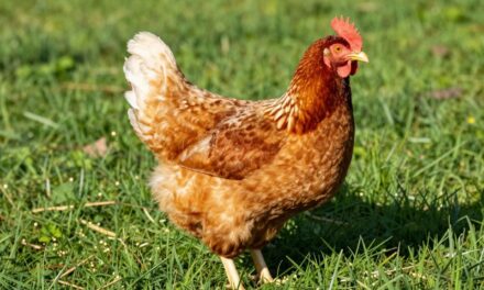 Ameribella: Rewolucja w Twoim Kurniku – Poznaj Nową Super Nioskę!