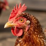 Ptasia Grypa w Twoim Stada? Oto Co Musisz Wiedzieć!