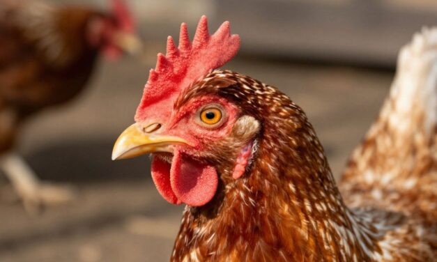Ptasia Grypa w Twoim Stada? Oto Co Musisz Wiedzieć!