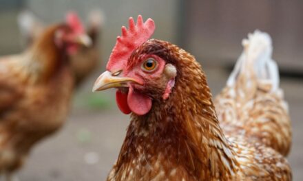 Ptasia grypa: Jakie są objawy i czy stanowi zagrożenie dla ludzi w 2026 roku?