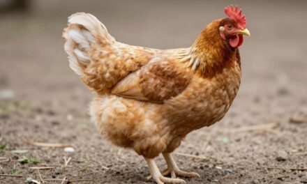 Poznaj Rasę Kur Cochin: Kompleksowy Przewodnik