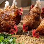 Jak wzmocnić odporność drobiu? Skuteczne metody i wskazówki