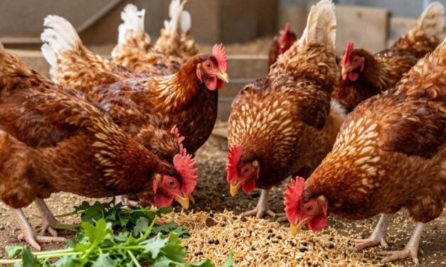 Jak wzmocnić odporność drobiu? Skuteczne metody i wskazówki