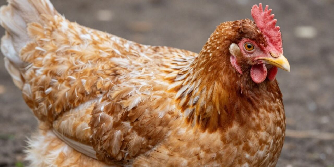 Czy Twoje kury tracą pióra? Rozpoznaj oznaki pierzenia!