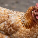 Czy Twoje kury tracą pióra? Rozpoznaj oznaki pierzenia!