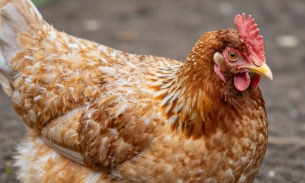 Czy Twoje kury tracą pióra? Rozpoznaj oznaki pierzenia!