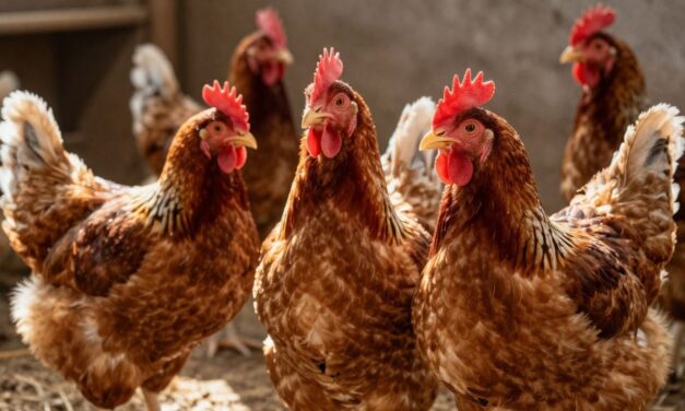Jak osiągnąć lepsze przyrosty u drobiu? Kluczowe czynniki sukcesu