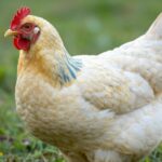 Odkryj Cream Legbar: Kurczaki, Które Zachwycają Kolorem i Charakterem