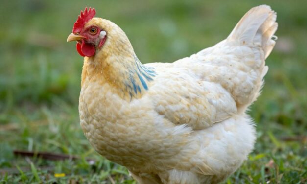 Odkryj Cream Legbar: Kurczaki, Które Zachwycają Kolorem i Charakterem