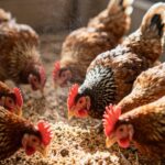 BHP w kurniku: Kluczowe zasady bezpieczeństwa dla hodowców drobiu