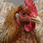 Ptasia grypa: Jakie są objawy, przyczyny i jak się chronić przed wirusem H5N1?