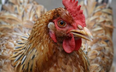 Ptasia grypa: Jakie są objawy, przyczyny i jak się chronić przed wirusem H5N1?