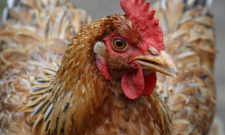 Ptasia grypa: Jakie są objawy, przyczyny i jak się chronić przed wirusem H5N1?