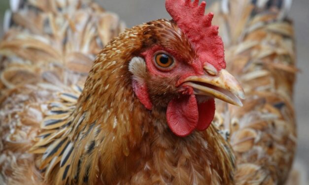 Ptasia grypa: Jakie są objawy, przyczyny i jak się chronić przed wirusem H5N1?