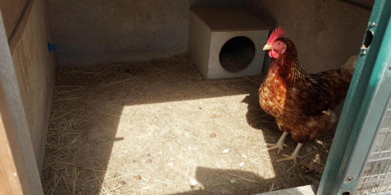 Skuteczna deratyzacja kurnika: jak pozbyć się gryzoni raz na zawsze?