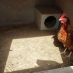 Skuteczna deratyzacja kurnika: jak pozbyć się gryzoni raz na zawsze?