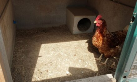 Skuteczna deratyzacja kurnika: jak pozbyć się gryzoni raz na zawsze?