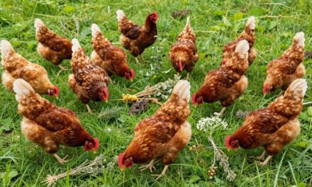Naturalne Wzmocnienie: Najlepsze Preparaty Ziołowe dla Drobiu w 2026 Roku