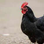 Ayam Cemani: Poznaj „Lamborghini Drobiu” – Kompletny Przewodnik