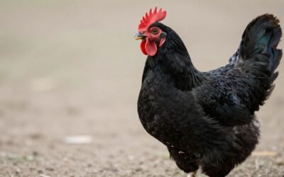 Ayam Cemani: Poznaj „Lamborghini Drobiu” – Kompletny Przewodnik